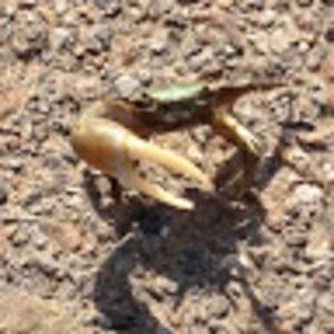 Meet your Posher, Skyler